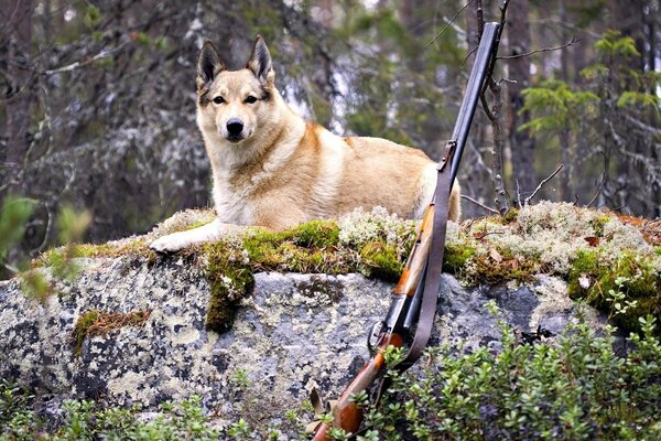 Chien de chasse au repos sur la pierre dans la forêt