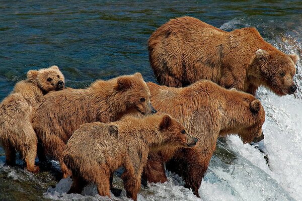 A family of bears with cubs on a fishing trip