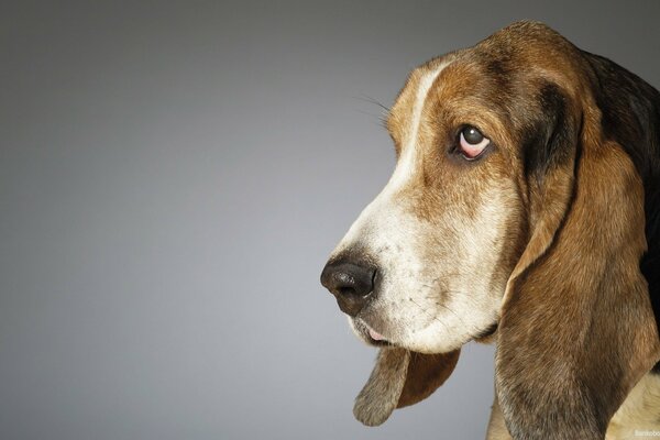 Basset s offended look on a gray background