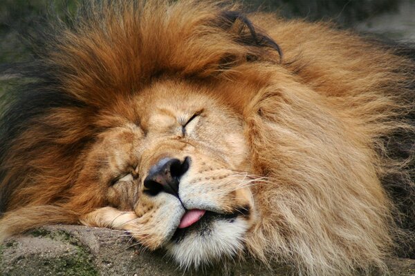 El León duerme profundamente en la piedra