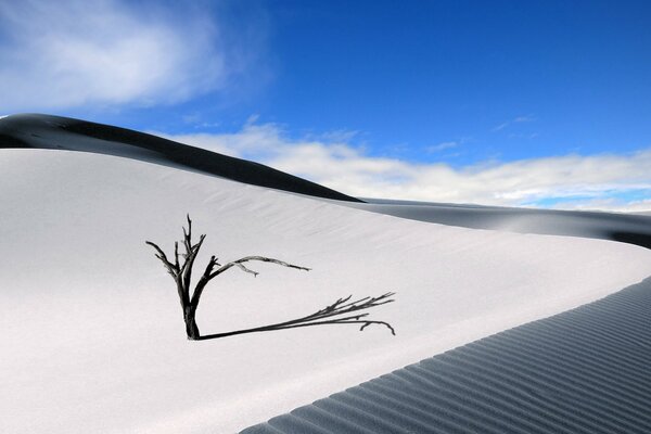 Árbol en medio del desierto