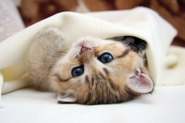 Das Kätzchen schwelgt unter der Decke auf dem Rücken
