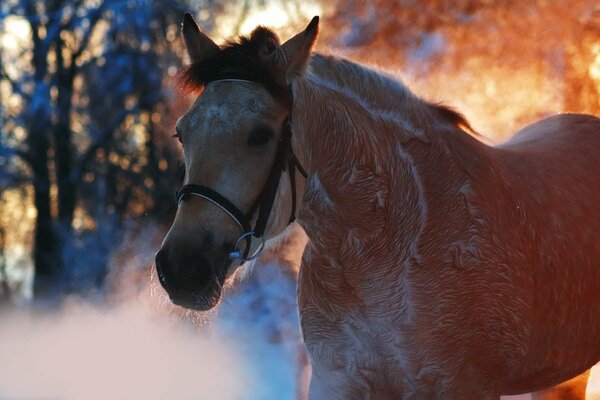 A horse in the cold with steam from breathing