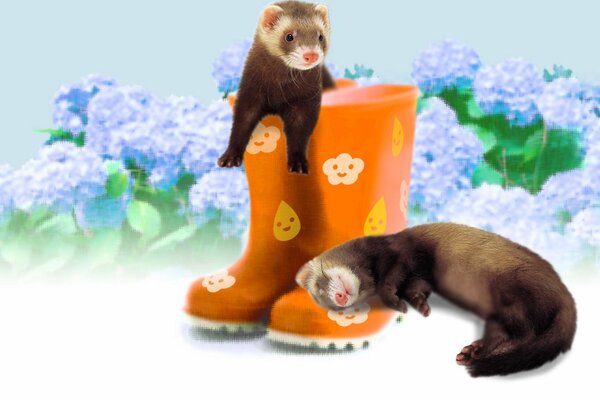 A pair of ferrets on a pair of orange boots in colors