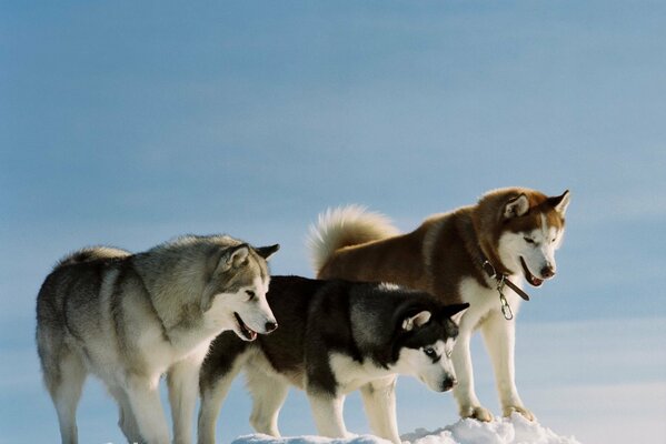 Drei bunte Huskies im Schnee