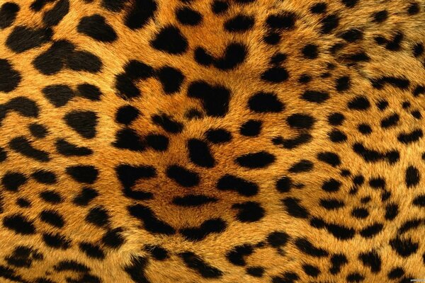 Bright leopard skin fur