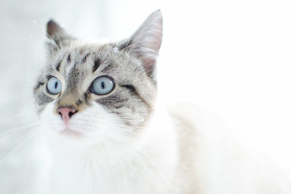 Chat pelucheux gris-blanc avec des yeux bleus