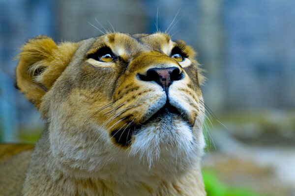 A predatory lioness with a touching look
