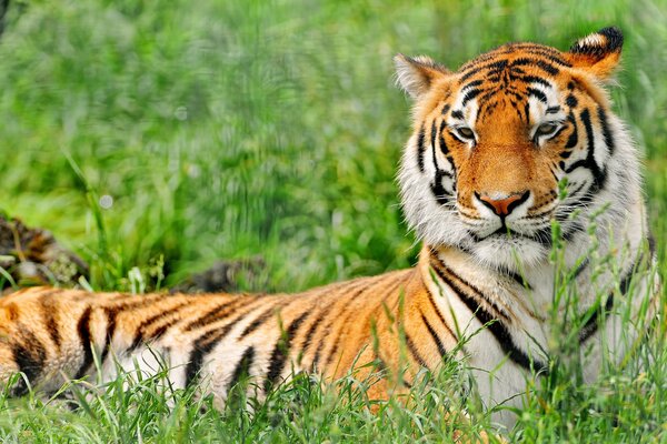 Tigre a strisce che riposa nell erba