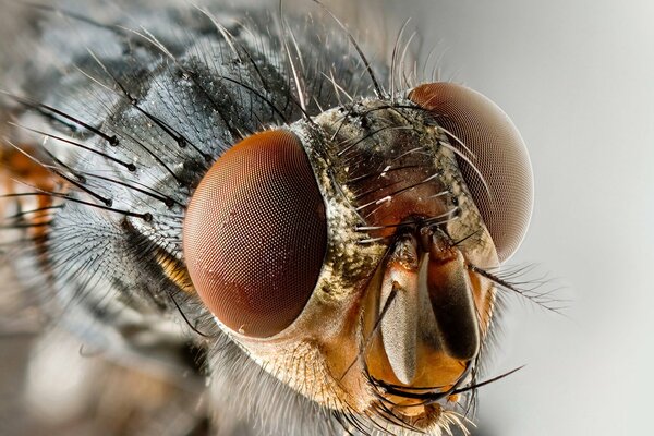 Insecte tête et yeux