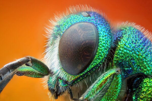 The eyes of a green insect close-up