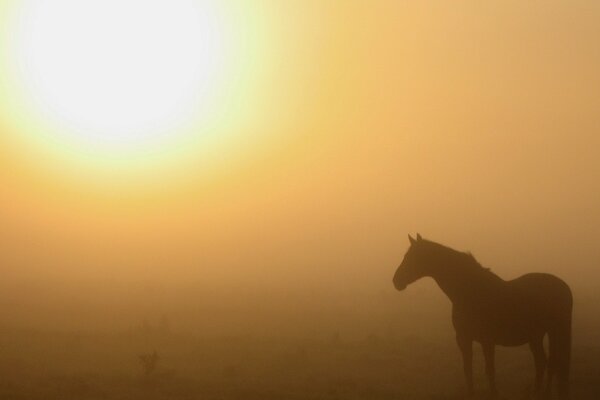 Bild eines Pferdes an einem nebligen Morgen