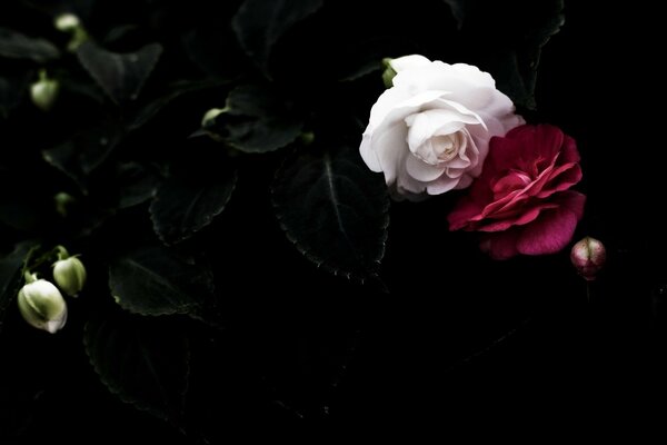 Rosas blancas y rojas con pétalos negros