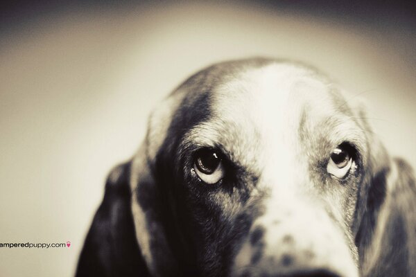 El hocico melancólico de un perro en una paleta en blanco y negro