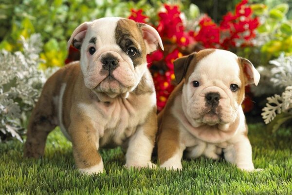 Zwei englische Bulldoggenwelpen in Blumen und Gras