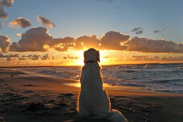 Der Hund schaut auf das Meer, der Hund am Wasser