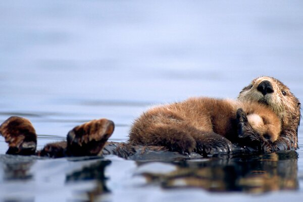 I cuccioli di lontra marina nuotano nell acqua