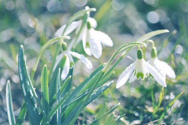 White snowdrops in the green grass