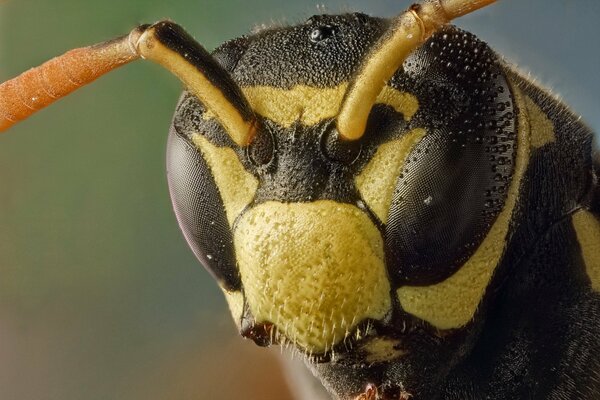 Insecto avispón ojos y antenas