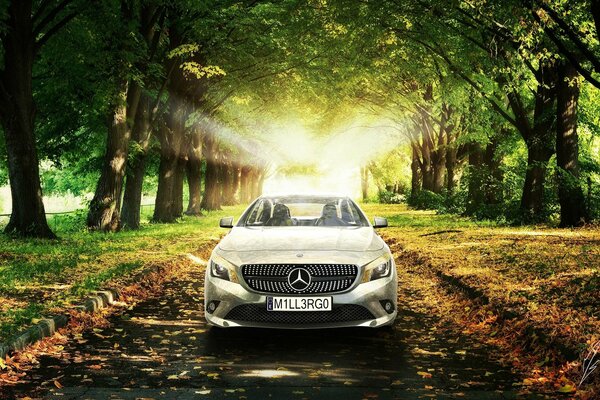 Voiture Mercedes argentée sur la route dans la forêt