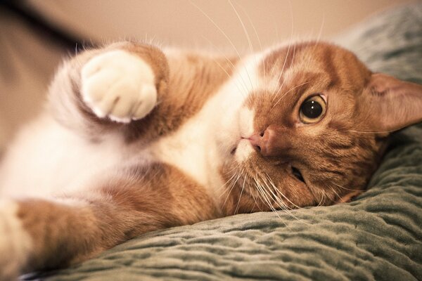 A white-red cat is lying on the sofa