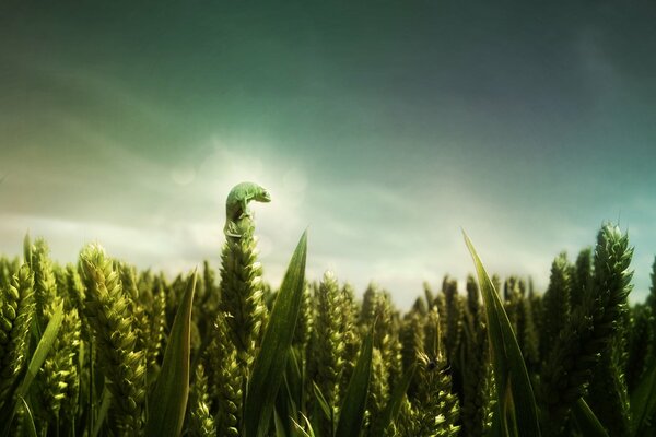 Chameleon on the field in ears of green wheat