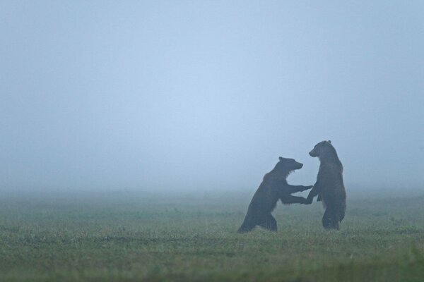 Two bears stand on their hind legs and play in the morning misty haze
