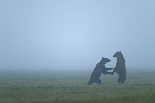 Deux ours sur leurs pattes de derrière se tiennent et jouent dans la brume matinale