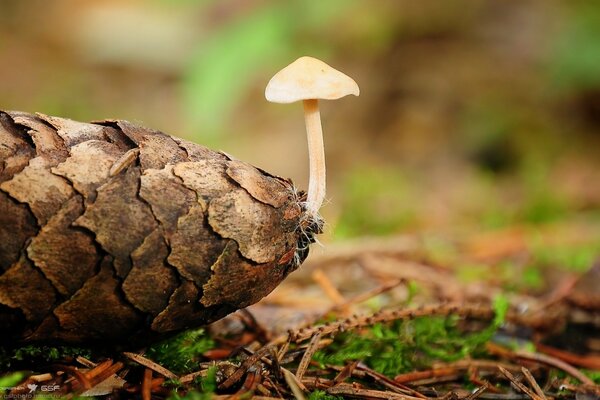 The birth of a mushroom on a coniferous cone