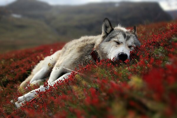 A sleeping wolf on a dark red tundra blanket