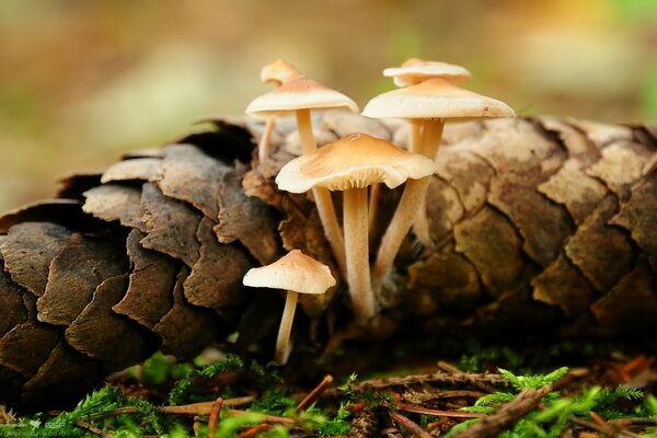 Funghi del bambino del cono della foresta