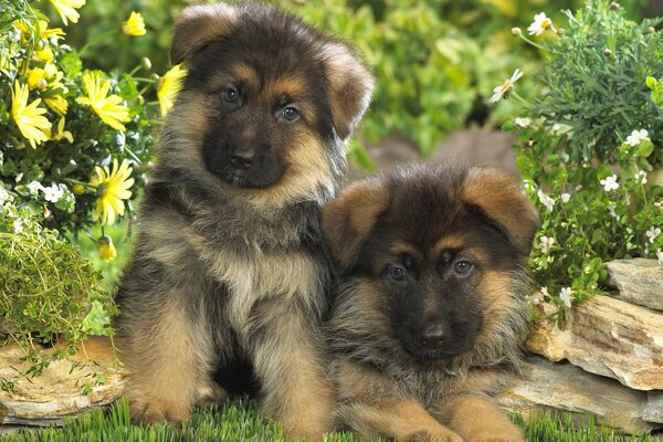 Dos cachorros de pastor alemán