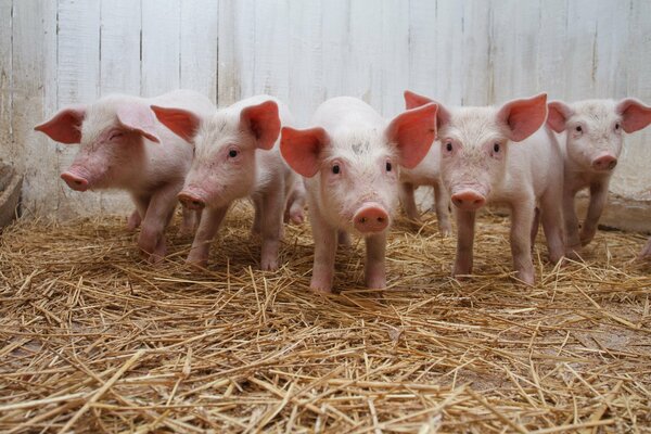 The company of pig babies in the hay