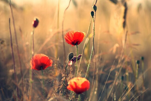 Campo con amapolas en flor y hierba dorada