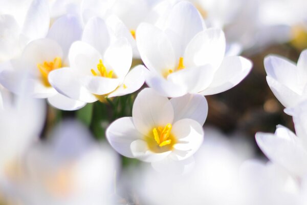 Primaveras blancas azafranes de primavera