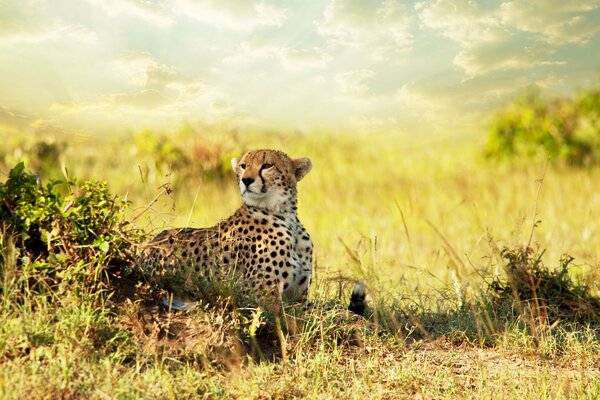 Predatory cheetah in wild Africa