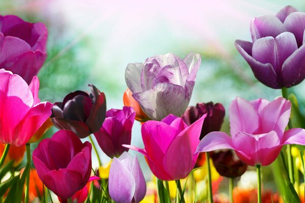 The petals of spring Tulips opened in the sun