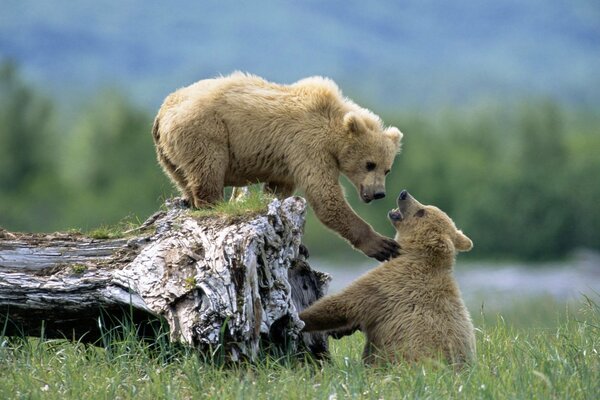 Cubs play on a fallen tree