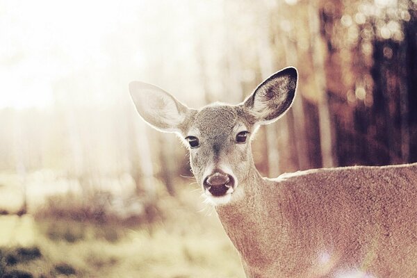 Curious deer in a sunny forest