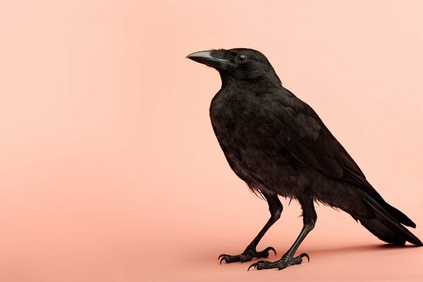 Cuervo negro con una mirada penetrante