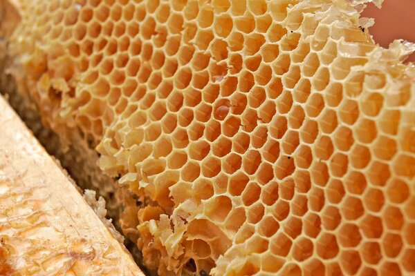 Waben, Honig, Wachs, Propolis sind alles die Arbeit kleiner Bienen