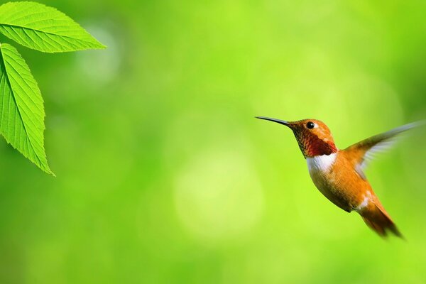 El encanto verde del colibrí volador