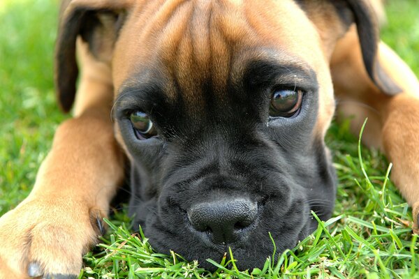 Sad eyes of a boxer puppy