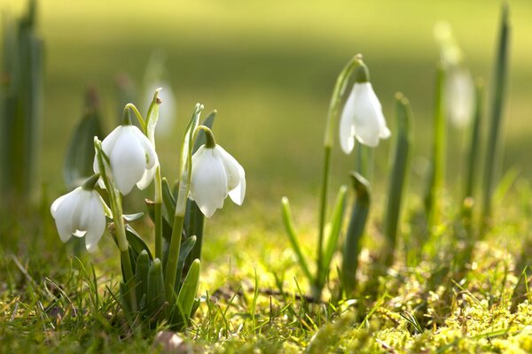 White snowdrops primroses on green grass