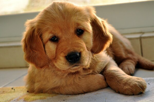 Pequeño cachorro de raza Retriever