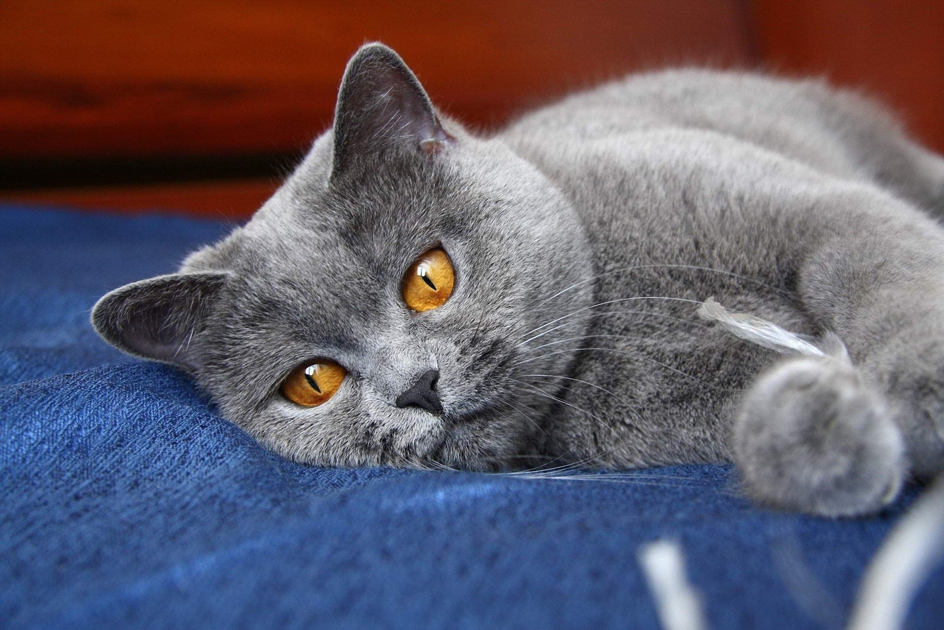 yeux pattes chat gris minou oreilles chat animaux félin vue minou-minou-miaou