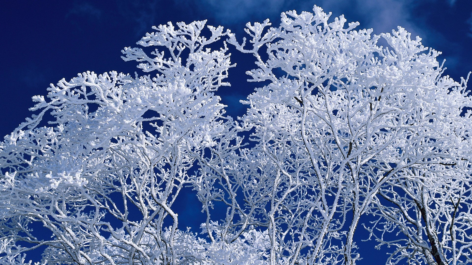 tree winter the sky branches frost blue background