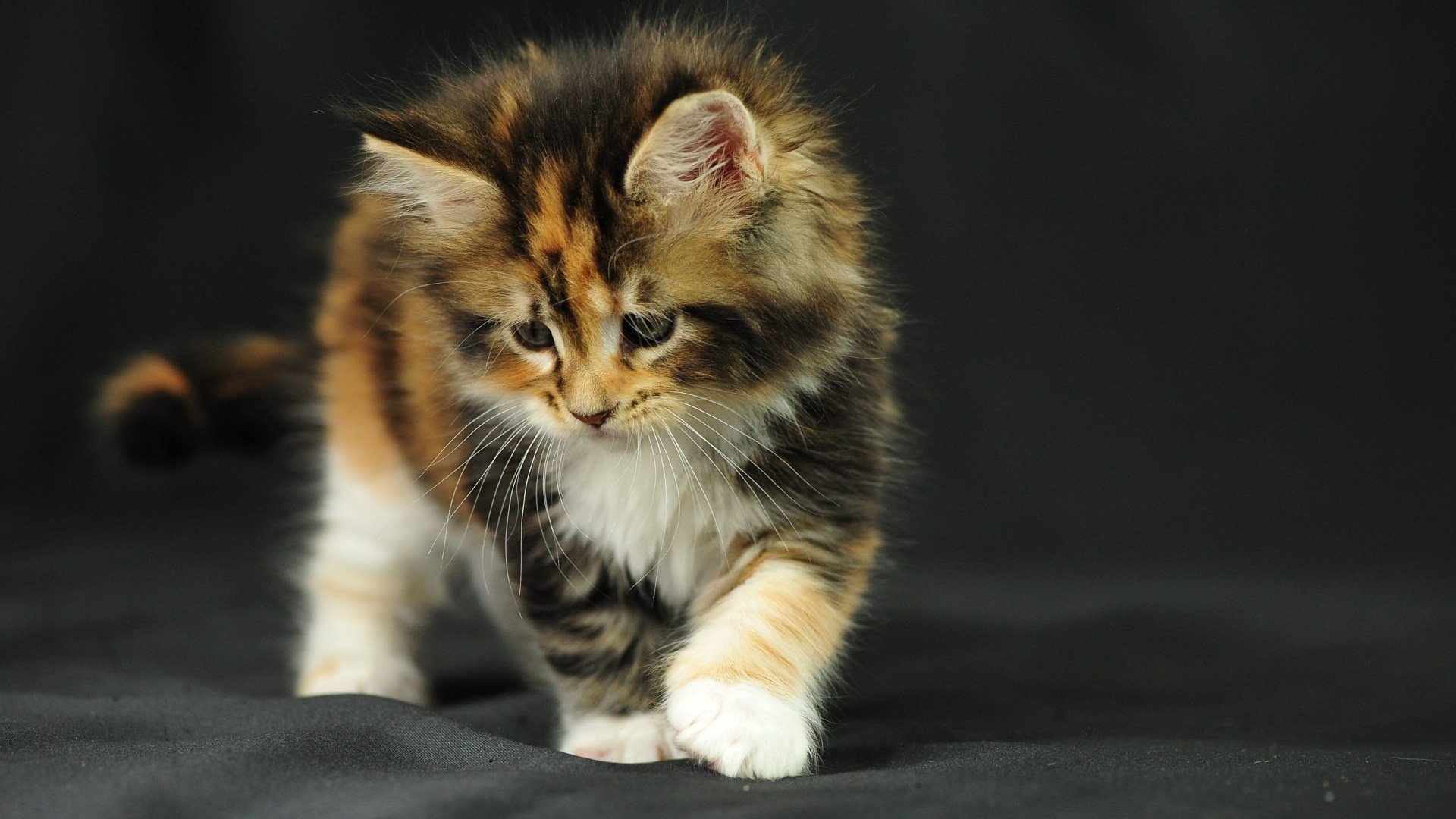 chaton intérêt tissu jeu chat moustachu animaux félin vue kis-kis-miaou-miaou