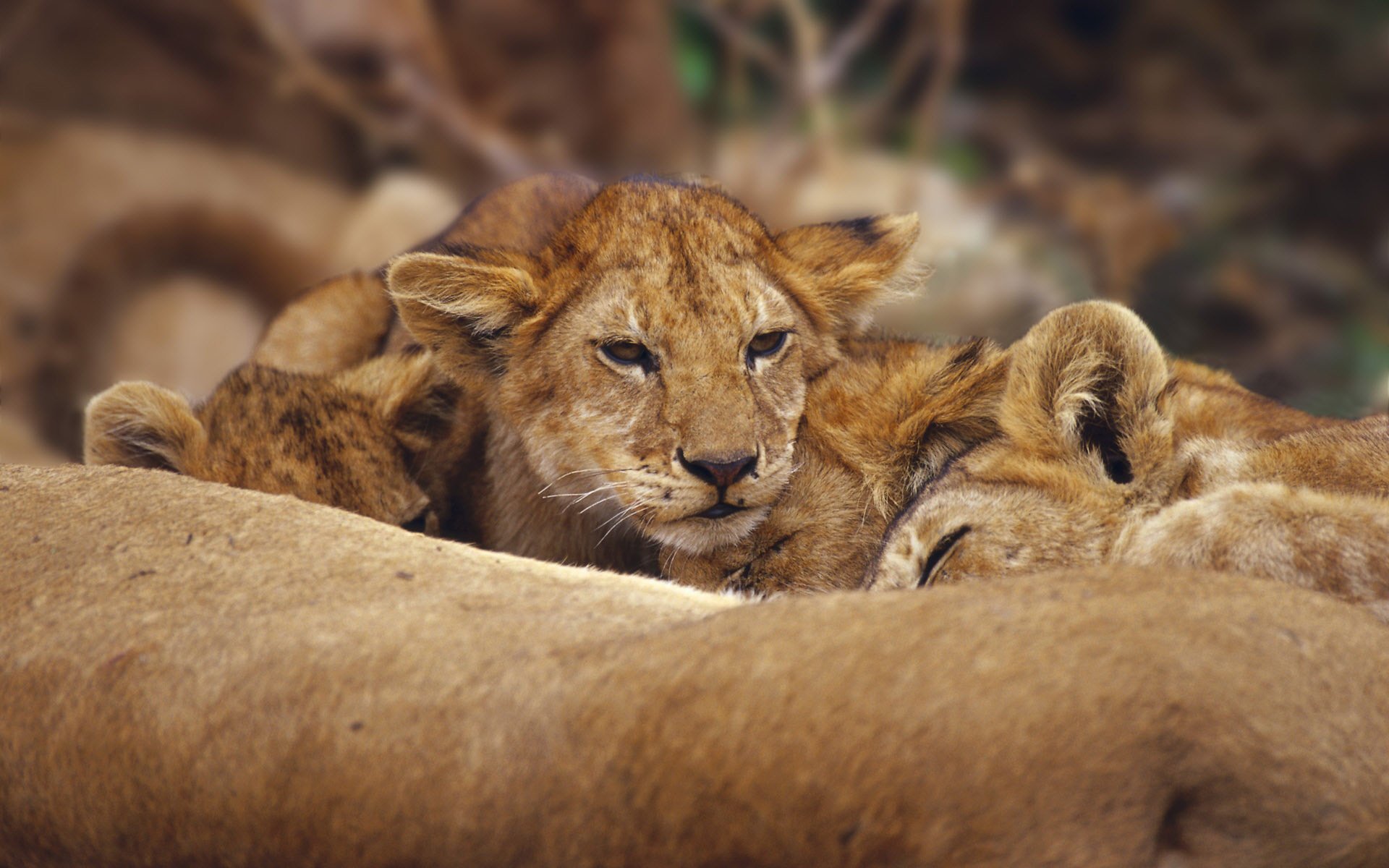 lions lion lion chat prédateurs famille sommeil animaux félin vue kis-kis-miaou-miaou