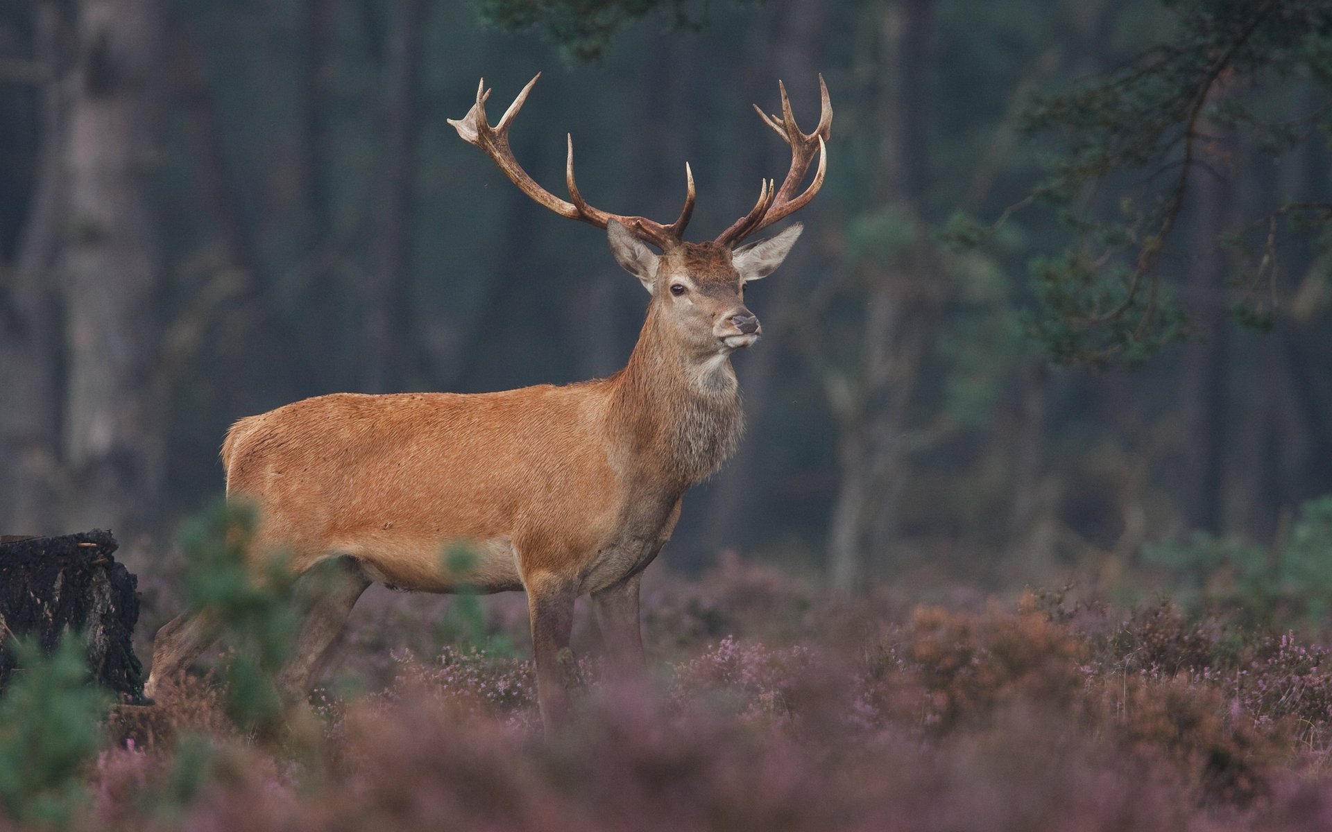 animales ciervos vida silvestre fotos de animales ciervos cuernos cuernos ungulados